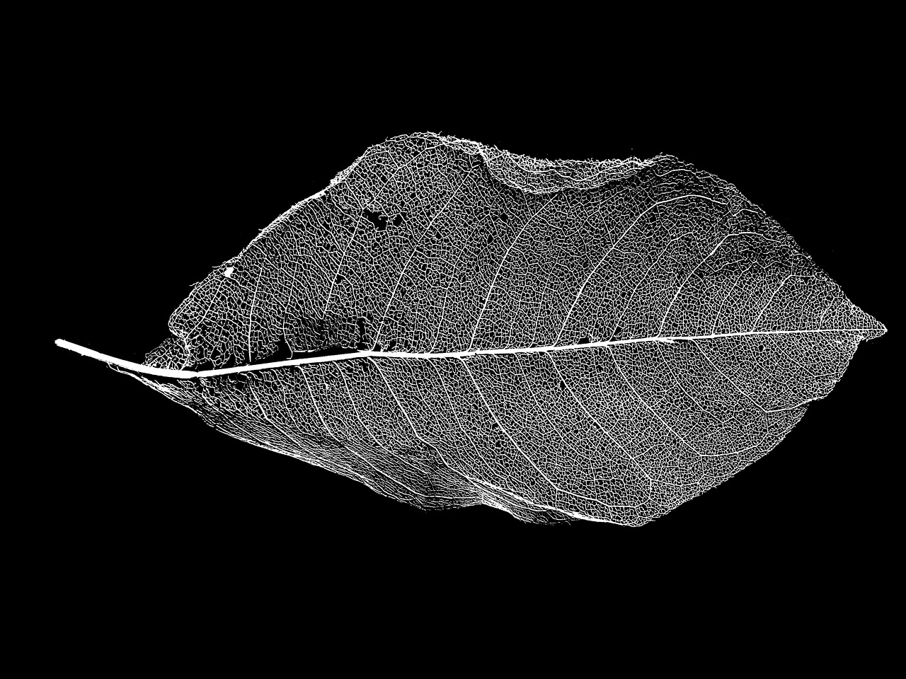 Растертый листок тополя
