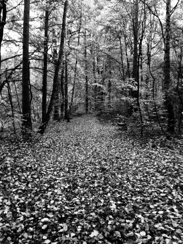 Осень быстро почернела и ушла